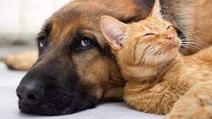 Our pet store services include: Coronavirus Pets At Home Seeing Exceptional Demand Bbc News