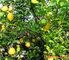 Kami menjual pelbagai jenis anak pokok klon & hybrid yang boleh ditanam di dalam pasu. Jenis Pokok Buah Buahan Untuk Kebun