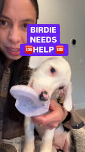 Please share to help Birdie find her forever or if you live near southern  oregon submit an application at SoHumane #fosterdog #rescuepuppy #adoptable 