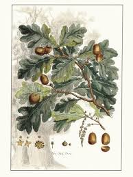 Sep 27, 2020 · white oak acorns mature faster than red oak acorns. 260 Acorns And Oak Leaves Ideas In 2021 Acorn And Oak Oak Leaves Acorn