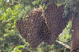 A beekeeper's brush with disaster - Honey Bee Suite