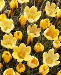 See more ideas about bulb flowers, flowers, planting flowers. Crocus Chrysanthus Goldilocks Crocus Fall 2013 Flower Bulbs Bulb Flowers Crocus Flower Deep Yellow Flowers