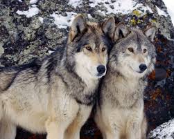 Looking for a wolf wallpaper app?njoy beautiful wallpapers on your android phone today! 50 Free Wolves Screensavers And Wallpaper On Wallpapersafari
