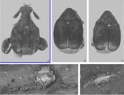 Image result for Aeschynomene leptophylla