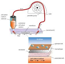 Recent achievements and perspectives in the production of biopharmaceuticals. Working Group A Portrait Dynamic42 Gmbh
