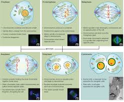 Difference between plant and animal cell cycle. The Cell Cycle Openstax Biology 2e
