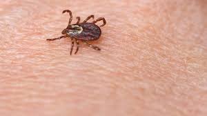 Bad news — check mark is missing on the keyboard. How Can Mainers Tell The Difference Between A Dog Tick And A Deer Tick Wgme