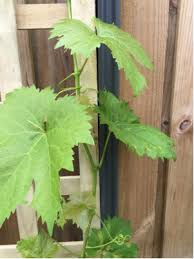 Learn how to plant, grow, and harvest grapes from the old farmer's almanac. Grapes Leaves Too Dry Is That Normal Gardening Landscaping Stack Exchange