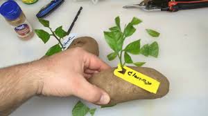 We did not find results for: Put A Lemon Cutting In A Potato And Watch It Grow Part 2 Youtube