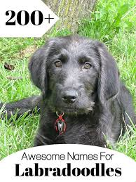 We live near houston, texas and have bred labradors from field and show champion blood lines for several years. 200 Awesome Names For Labradoodles Pethelpful