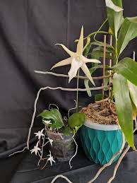 Image result for Aerangis splendida