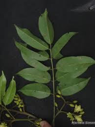 Image result for Laurembergia tetrandra