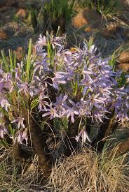 Image result for Xerophyta