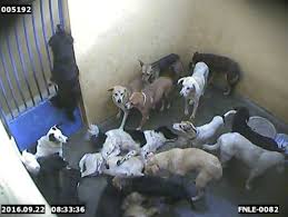 Government Funded Group Slaughters Dogs At Popular Travel Destination Peta2 Dogs Animals Watch Dogs