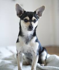 Black And White Rat Terrier Chihuahua Mix Frame You Pet Www Frameyourpet Co Dog Pet Lovely Pet Photography Pet Photographer Ratcha Rat Terri Chihuahua Terrier Mix Pitbull Terrier Pet Photographer