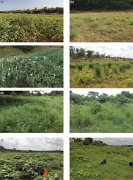 Image result for Kyphocarpa angustifolia