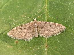Image result for Eupithecia indigata