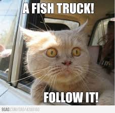 A Fish Truck Funny Cat Photos Funny Animals Funny Animal Pictures