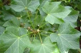 Image result for Jatropha curcas