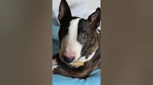 Image result for bulteriér