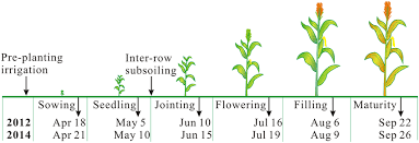 The life cycle of a plant is the series of steps all plants go through to grow from a seed to a fully mature plant. Seasonal Schedule Of Crop Growth Stages Pre Planting Irrigation And Download Scientific Diagram