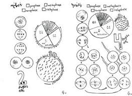 Mitosis Vs Meiosis Coloring Sheet Cell Division Mitosis Meiosis Cell Cycle