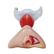 It's what babies and menstrual blood leave the body through. Advanced Pvc Skin Color Female Internal External Genital Organs Model Id 11921987191