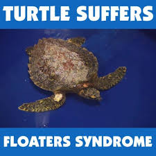 Jan 01, 2020 · 2020 public holidays international service. Bondi Vet Endangered Turtle On Deaths Door All Because Of A Rubber Band Facebook