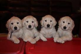 Our beautiful golden retriever tiggy has had a litter of 7 gorgeous puppies. 3 4 English Cream Golden Retriever Puppies Due 6 10 15 For Sale In Howell Michigan Classified Americanlisted Com