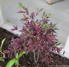 Image result for Barleria setosa