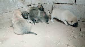 Kangal Yavrusu 0554 745 52 53 Kocam