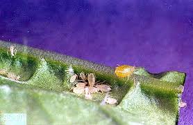 Biological control is a form of pest control that uses living organisms to suppress pest densities to lower levels. Nursery Crop Pests Aphids Pacific Northwest Pest Management Handbooks