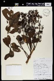 Image result for Polyscias kivuensis