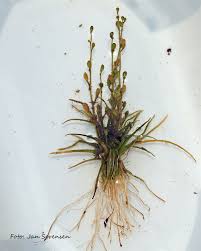 Image result for Subularia