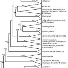 Image result for Diaphananthe sarcophylla