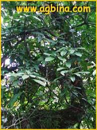 Image result for Cola discoglypremnophylla