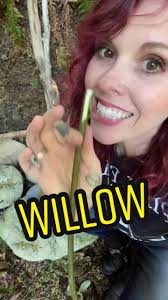 Chronic pain getting you down? #wilow #pain #chronicpain #naturalremedy  #salycilicacid #planttok #plantmedicine #whichbetty #plantbased #forager  #tree