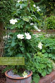 We did not find results for: Clematis Guernsey C Stock Photo By Michael Howes Image 0140480