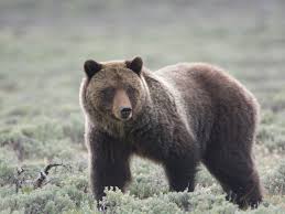 130 south main street suite 203 thomaston, connecticut 06787 phone: Man Survives Grizzly Bear Attack In Island Park Local News Postregister Com