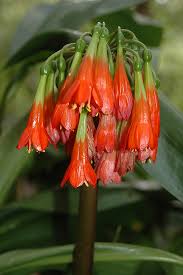 Image result for Scadoxus cinnabarinus