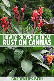 How To Prevent And Treat Rust On Canna Plants Gardener S Path