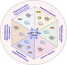 Pero ese dolor y ese sufrimiento que produce una ruptura ha terminado después de que makoke y tony spina hayan decidido darse una nueva oportunidad y retomar la relación en el punto en el que. Frontiers Mit Tfe Family Of Transcription Factors An Evolutionary Perspective Cell And Developmental Biology