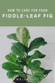 How To Care For Your Fiddle Leaf Fig The Most Dramatic Of All Houseplants Fiddle Leaf Fig Care Fiddle Leaf Fig Fiddle Leaf