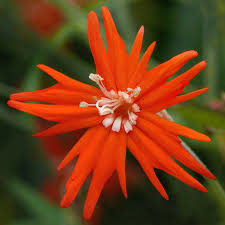 Image result for Stellaria mannii