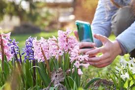 The app's artificial intelligence algorithm requires that you take crisp, clear photos of just a few leaves or a single flower (no free on android and ios. Identify Plants With These Apps Kellogg Garden Organics