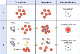 isolation culture and identification of viruses microbiology