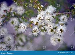 Image result for Annickia ambigua