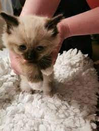 The scientists have stated that people experience a range of positive effects when they stroke these furry creatures. Cats Kittens For Sale In Uk Loot