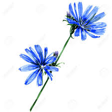 Voir plus d'idées sur le thème fleurs bleues, fleurs, bleu. Chicoree Fleurs Bleues Isolees Peinture A L Aquarelle Sur Fond Blanc Banque D Images Et Photos Libres De Droits Image 51842940