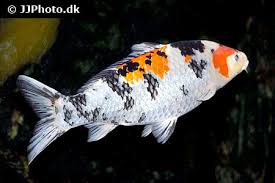 Koi grow up to 36 inches (91 cm) long. Koi Fish Care Size Life Span Tank Mates Breeding